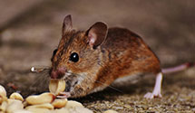 24 Hour & Emergency Exterminators in Ann Arbor, MI